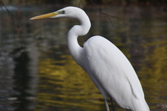 Ardea alba