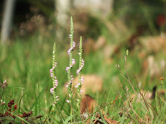 Spiranthes sinensis