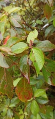 Acalypha pendula