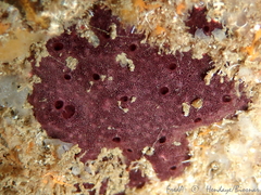 Chelonaplysilla noevus