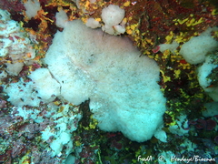 Clathrina coriacea