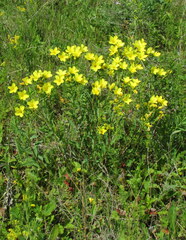Linum flavum