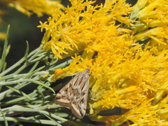 Loxostege cereralis