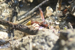Delta unguiculatum