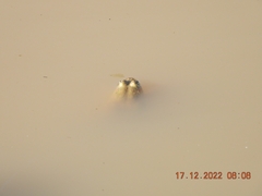 Euphlyctis cyanophlyctis