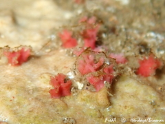 Miniacina miniacea