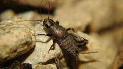 Mogoplistidae