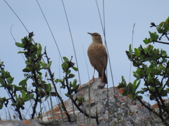 Chersomanes albofasciata