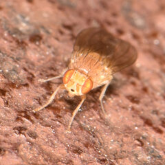 Poecilominettia puncticeps