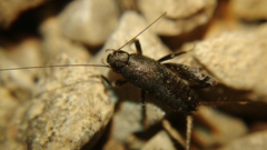 Mogoplistidae