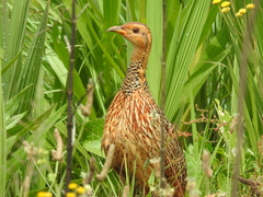 Scleroptila levaillantii
