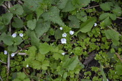 Veronica filiformis