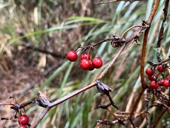 Smilax china