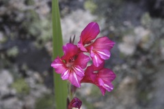 Gladiolus italicus