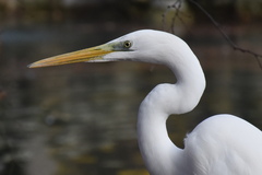 Ardea alba