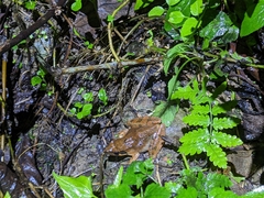 Rana longicrus