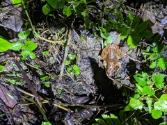 Rana longicrus