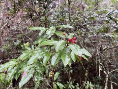 Photinia niitakayamensis