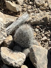 Escobaria tuberculosa