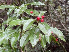 Photinia niitakayamensis