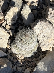 Escobaria tuberculosa