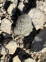 Escobaria tuberculosa