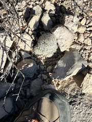 Escobaria tuberculosa