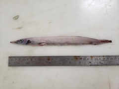 Arctozenus risso