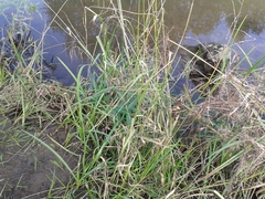 Glyceria arundinacea