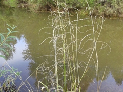 Glyceria arundinacea