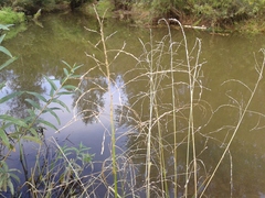 Glyceria arundinacea