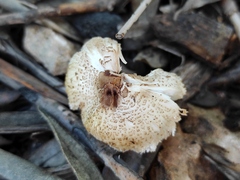 Lepiota