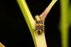 Coccinellidae