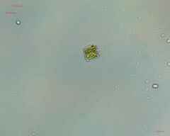 Desmidiaceae
