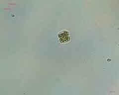 Desmidiaceae