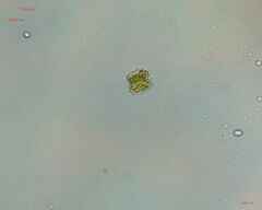 Desmidiaceae