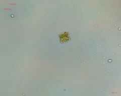 Desmidiaceae
