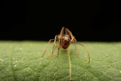 Camponotus