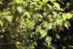 Crotophaga major