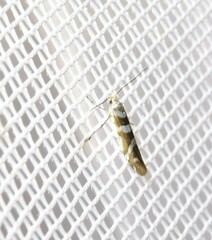 Argyresthia goedartella