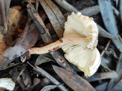 Lepiota
