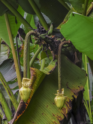 Musa borneensis (Musa borneensis)