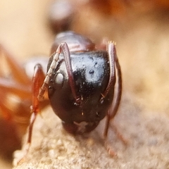 Camponotus fallax