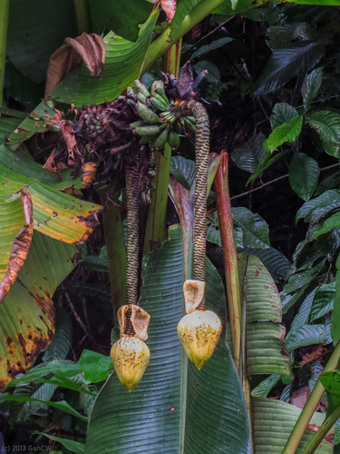 Musa borneensis (Musa borneensis)