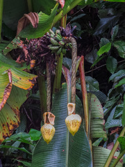 Musa borneensis