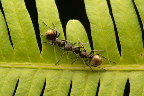 Polyrhachis arcuataPolyrhachis arcuata