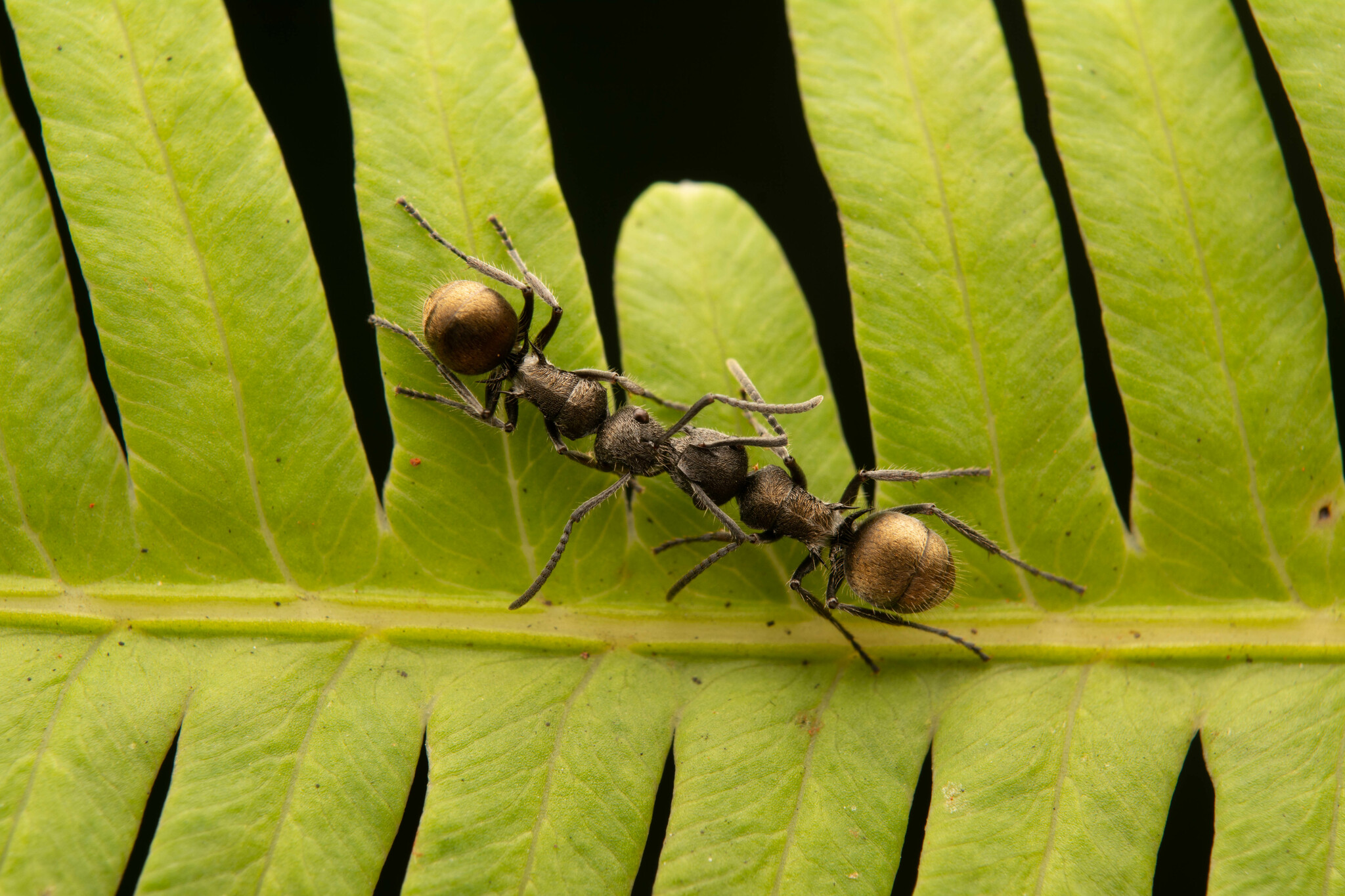 Polyrhachis arcuata