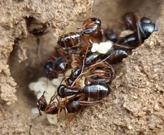 Camponotus fallax