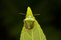 Plautia