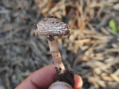 Lepiota